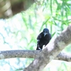 クロコウウチョウ Bronzed Cowbird