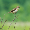 野鳥撮影 in 刈込湖・戦場ヶ原