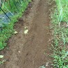 タマネギと長ネギの播種