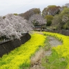 【写真日記】お花見の季節⑤　咲き誇るサクラ＠立川②　残堀川から西立川へ