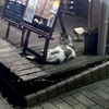 暑い