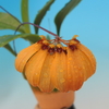 Bulbophyllum mastersianum`Orange Pumpkin&#039;