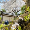 24年4月の妙蓮寺のお話。