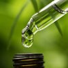 What Are the Uses for the CBD Oils for Sale?