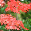 紅葉の季節ですね。