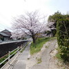 ＜写真＞阿久比町紹介シリーズ！安楽寺の前の桜