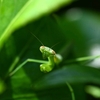 ƪ("╰ _ ╯ )ʃ 小石川植物園へカマキリを探しに行きました😊