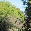 武蔵関公園から石神井川上流へ・・（東京都練馬区・西東京市）