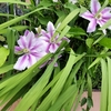 小玉ネギを一袋、草花を一束買ってルンルン