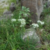 Allium tuberosum　ニラ
