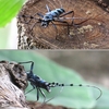 長池公園のルリボシカミキリ。命の星、地球に生まれて良かったと思う瞬間