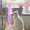 若さの秘訣はコレニャ！