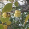 七草かゆを食べる