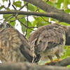 箕面のアオバズクのヒナが