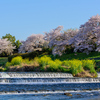 まだつづくよ サクラ三昧🌸