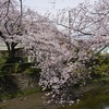 桜クエスト10（大岡川1）