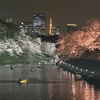 2023年のお花見｜夜桜ライトアップ、千鳥ヶ淵、上野公園、鎌倉、日本橋、さくら広場