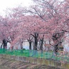 外旭川桜並木2020年①