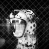 behind glass 001