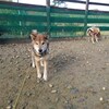 老犬ホームあん｜新人さん ハチ^^