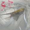【生き物】エンゼルフィッシュ。新人さんいらっしゃい。（2026/05/01）