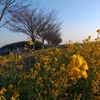 【思川サイクリングロード】菜の花満開