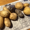 ジャガイモ緊急収穫と品種疑惑