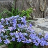 藤森神社の紫陽花その1