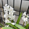 A Surprise Encounter with White Hyacinths in West Shinjuku: A 64-Year-Old Blogger's Discovery