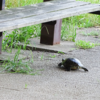 袖ケ浦公園　アジサイ