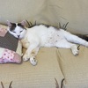 残業は嫌い・猫は好き