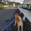 まだまだ暑いね、今回も水浴びシャンプーだ。
