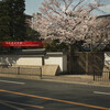 冷泉家の桜