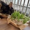 栽培を始めて13日目の猫草。