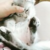 実は猫をかってまして