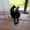 猫のマイクロチップと同行避難