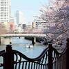 大岡川桜並木（４）　ランドマークとボートと