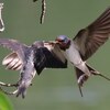 佐賀）小城公園。ツバメ（餌やり）、カワラヒワ。カササギは見られず。