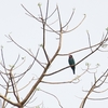ブッポウソウ Oriental Dollarbird