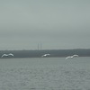 大白鳥、菱喰、小椋鳥