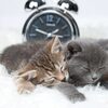 睡眠の質が変わると痩せ体質に？更年期世代に必要な眠りとダイエットの関係