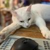 ねこ81話　だいちゃんの不調、その①。11/3(日)静岡ハンドメイドマルシェ出店。