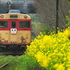 いすみ鉄道撮影記（５）：キハ52・キハ28，菜の花に包まれた小駅にて。