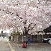 「仙台市銀杏町。個人宅の見事な桜花。」2009年版