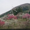 阿智村の花桃は、今が満開