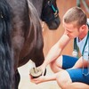 Delivering Laminitis Pain Comfort With Horse Massage Therapy