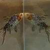金魚部屋で静養② 身体能力あり