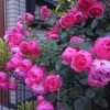 バラの季節です。近所のお庭をパチリ。