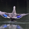 ◆よく見かける鳥も　”水”　の力で・・・
