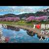 満開の河津桜の楽しみ方「みなみの桜と菜の花まつり」温泉・宿・カフェもご紹介するよ！南伊豆町で【4.2km絶景の800本の桜並木】ドローン男子空撮